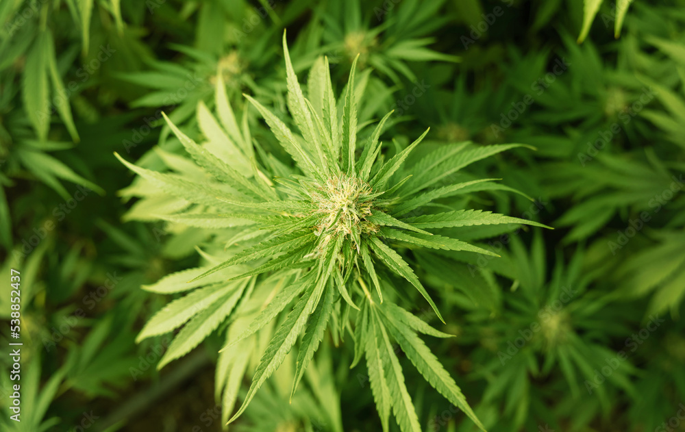 Blooming ripe Marijuana with Buds and green Leaves. Organic Cannabis Sativa Female Plants with CBD Blooming ripe Marijuana with Buds and green Leaves. Organic Cannabis Sativa Female Plants with CBD