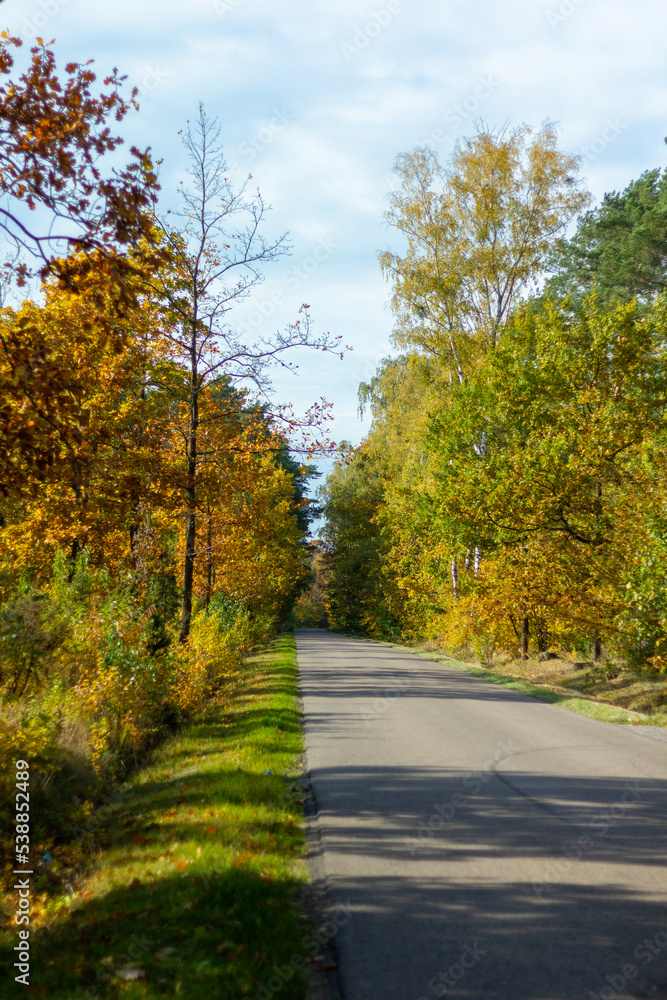 Las jesienią - Autumn forest