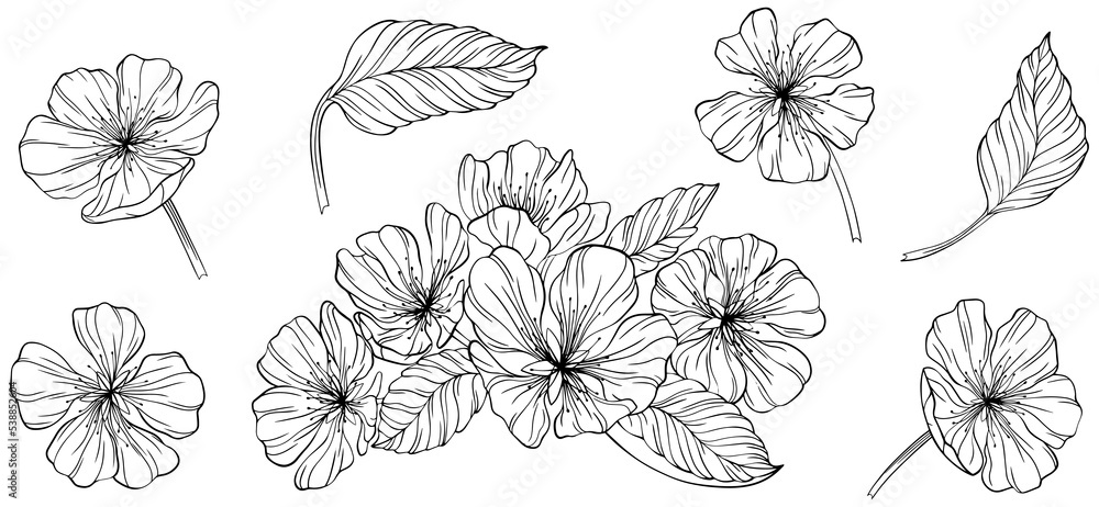 Pear flowers and leaves isolated on white. Hand drawn line illustration. Pear flowers and leaves isolated on white. Hand drawn line illustration.