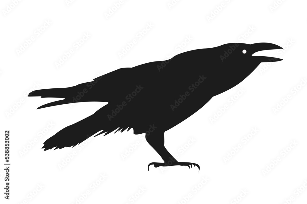 Fototapeta premium Bird, raven, vector, silhouette