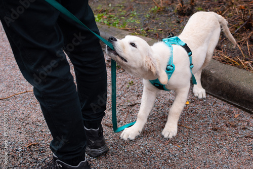 Golden Retriever Puppy misbehaving a walk. Dog pulling on a leash while walking.