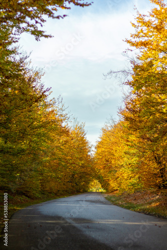 Las jesienią - Autumn forest