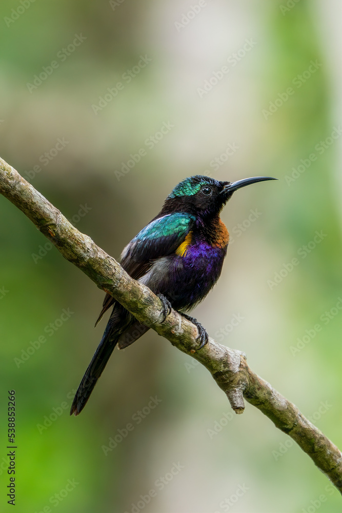 Male Copper-throated sunbird perching on the tree branch. Male Copper-throated sunbird perching on the tree branch.