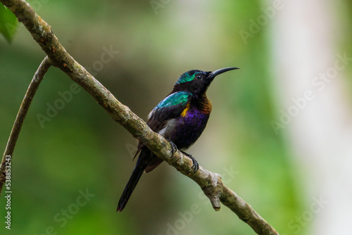 Male Copper-throated sunbird perching on the tree branch.