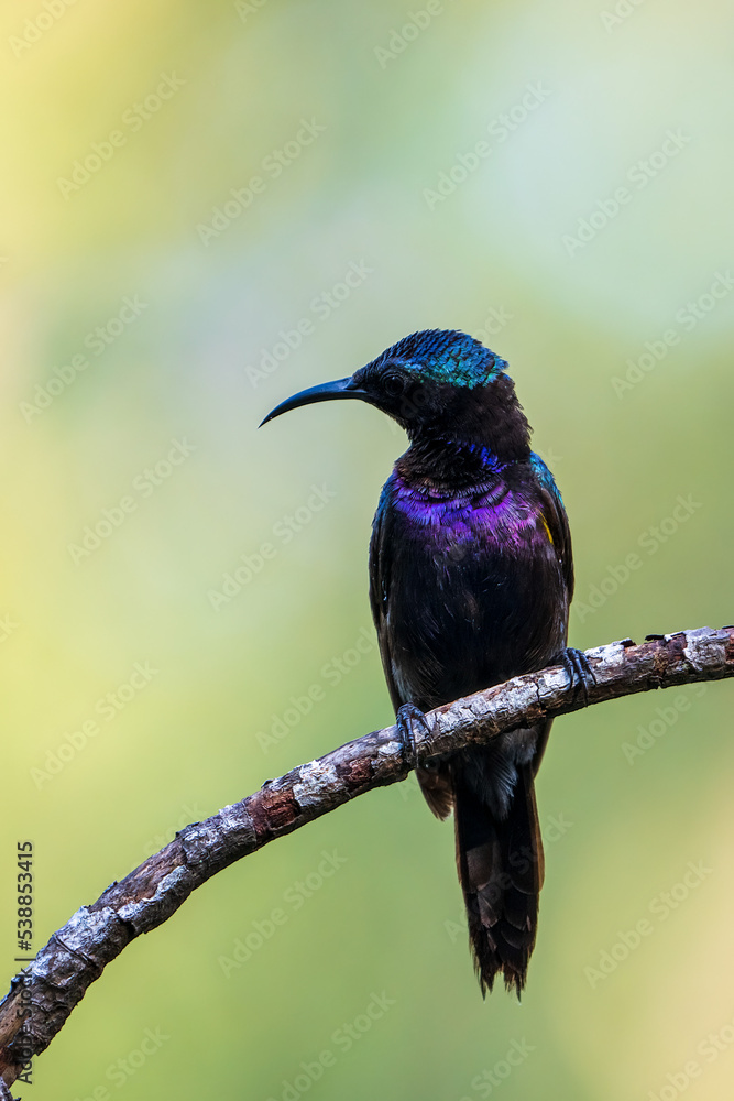 Fototapeta premium Male Copper-throated sunbird perching on the tree branch.