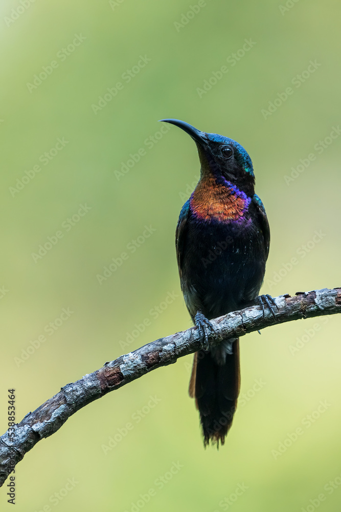Fototapeta premium Male Copper-throated sunbird perching on the tree branch.