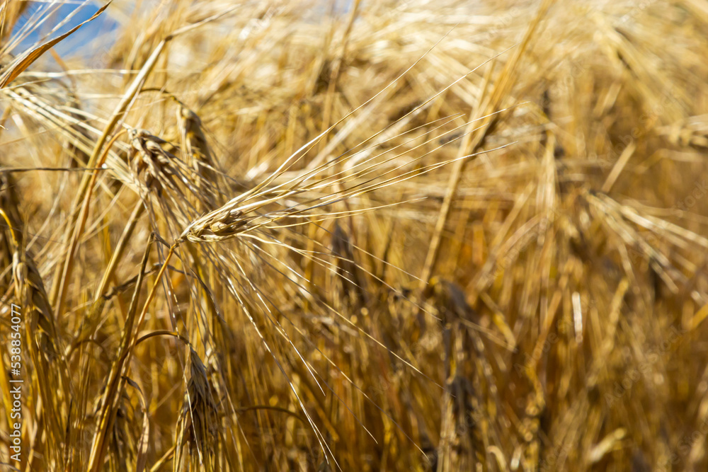 Fototapeta premium field of golden wheat and blue sky, agricultural field