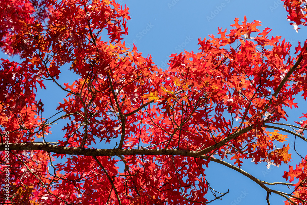 Red colored autumn leaves of the Oak (Quercus palustris) Red colored autumn leaves of the Oak (Quercus palustris)