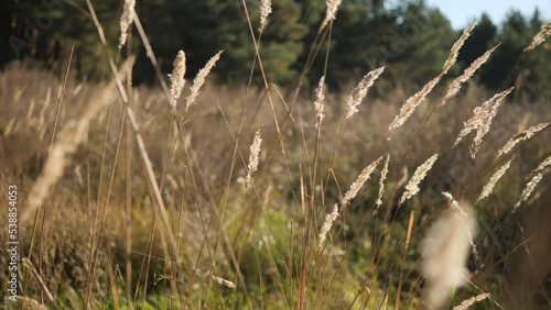 Wallpaper Mural Meadow thick high grass. Wild plants lit by the sun. Beautiful autumn nature Torontodigital.ca
