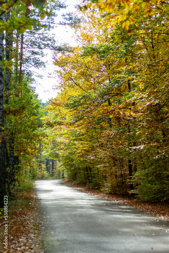 Las jesienią - Autumn forest