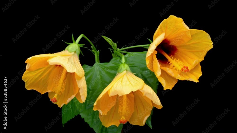 Timelapse of beautiful yellow hibiscus flowers blooming on black background, close up. Springtime. Mother's day, Holiday, Love, birthday, Easter background design. 4K Timelapse of beautiful yellow hibiscus flowers blooming on black background, close up. Springtime. Mother's day, Holiday, Love, birthday, Easter background design. 4K