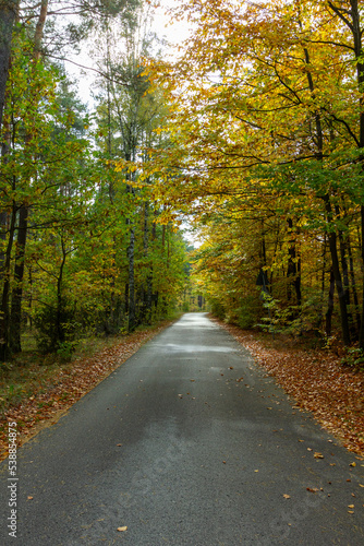 Las jesieni   - Autumn forest