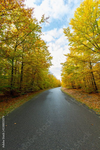 Las jesienią - Autumn forest