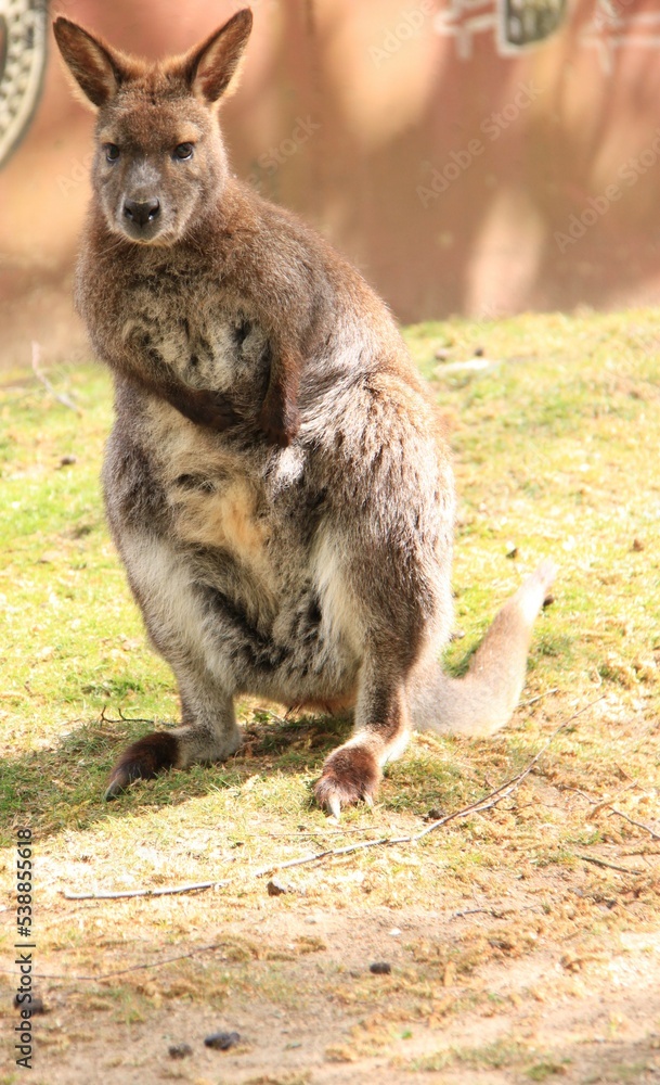 Naklejka premium a kangaroo stands on a meadow