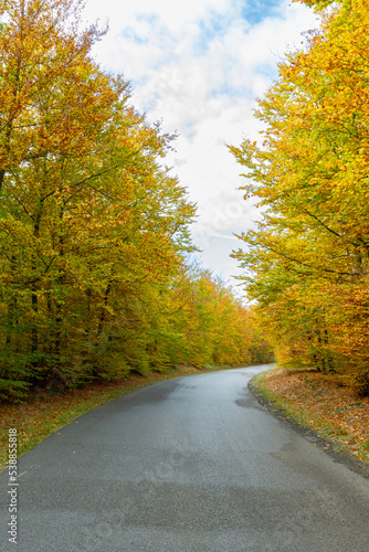 Las jesienią - Autumn forest