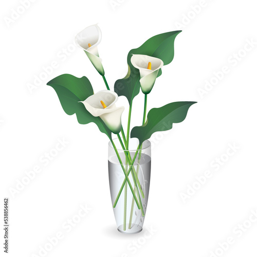White calla flowers with green leaves bouquet in transparent glass vase isolated on white background. Realistic vector drawing for interior design projects, flower shop advertising, other.