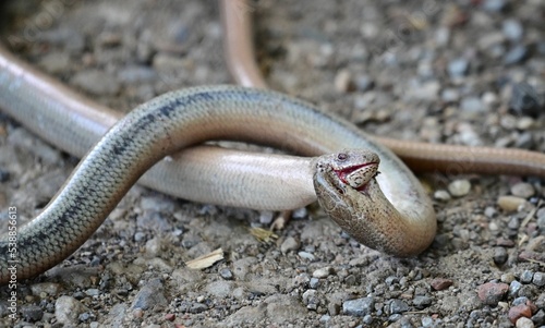 Fotografija Closeup of slow worm snakes, Anguis fragilis captured during mating