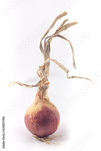 good and succulent freshly picked onion on white background