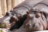 Two hippos lie in the sand and sunbathe