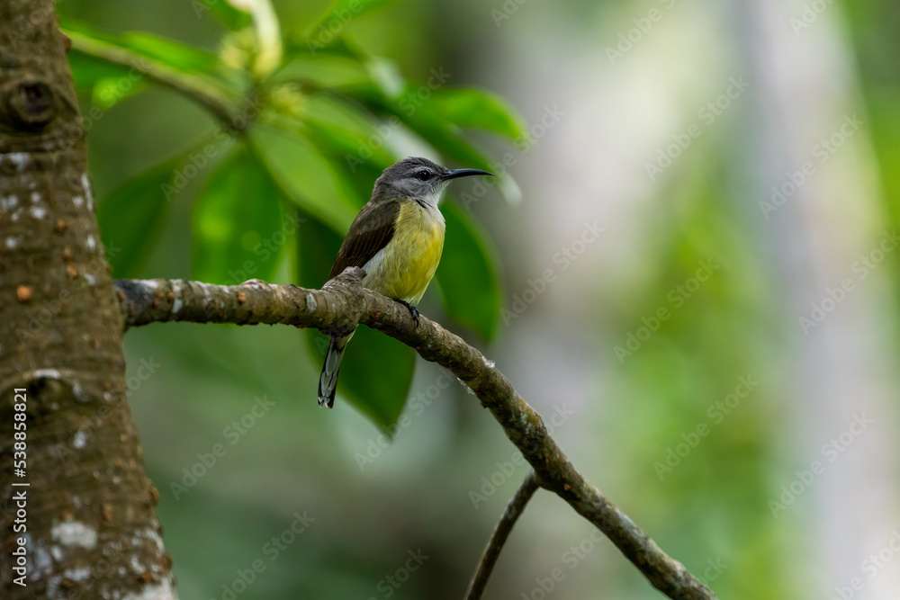 Female Copper-throated sunbird perching on the tree branch. Female Copper-throated sunbird perching on the tree branch.