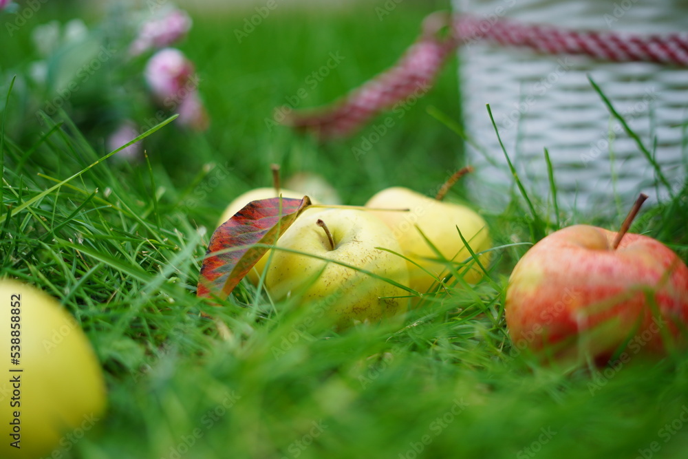 Close-up of ripe red and green apples lying on green grass near a white wicker basket in the autumn garden. Copy space Close-up of ripe red and green apples lying on green grass near a white wicker basket in the autumn garden. Copy space