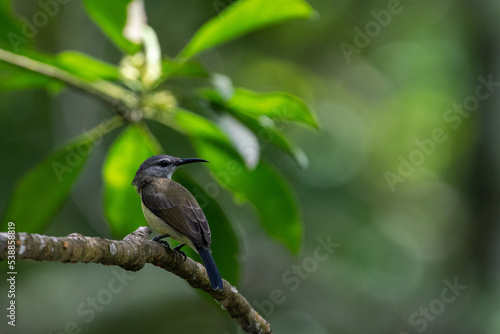 Female Copper-throated sunbird perching on the tree branch.