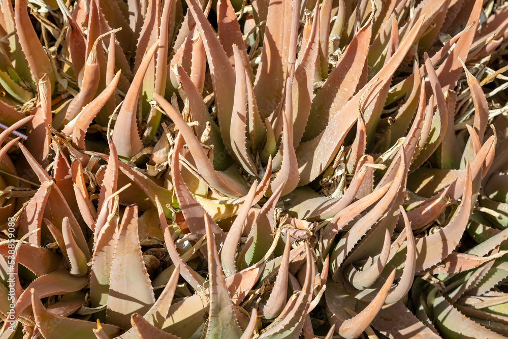 Aloe aristata auf einem Feld Stock Photo Adobe Stock