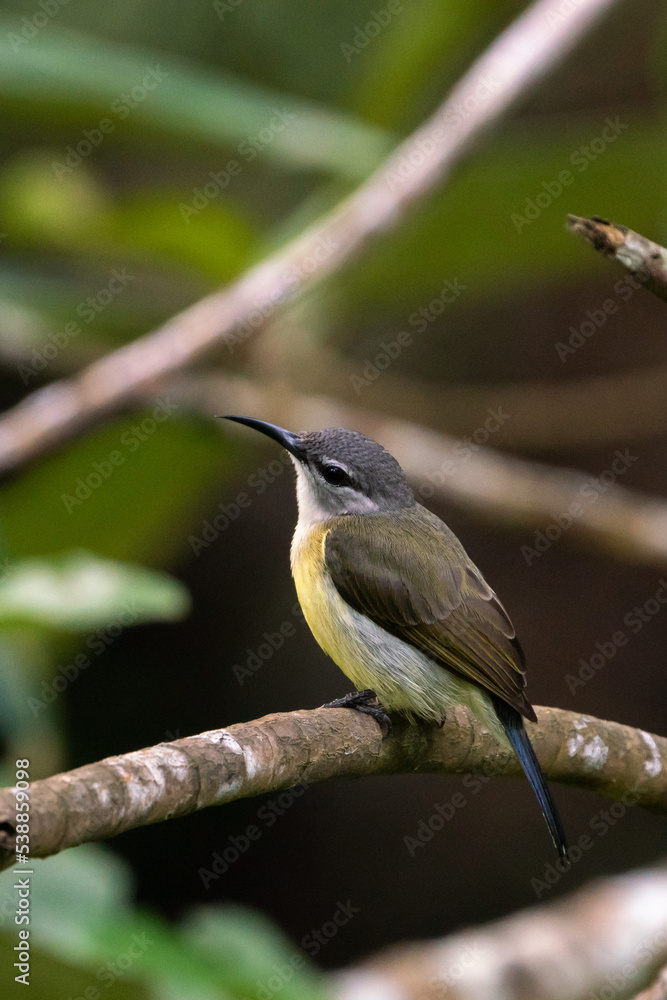 Female Copper-throated sunbird perching on the tree branch. Female Copper-throated sunbird perching on the tree branch.
