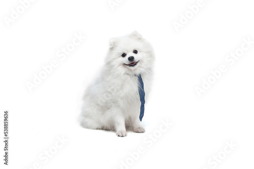 Portrait of beautiful fluffy white pomeranian spitz isolated on white background. Concept of breed domestic animal. health care, vet © master1305