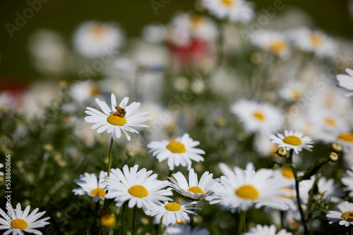 pretty white daisy flower field in denmark