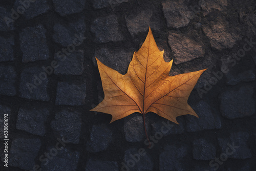 Autumn orange leaf on pavement