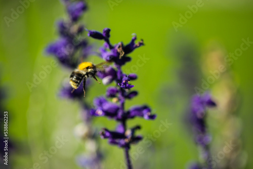 Fototapeta Naklejka Na Ścianę i Meble -  Lila Blume mit Biene