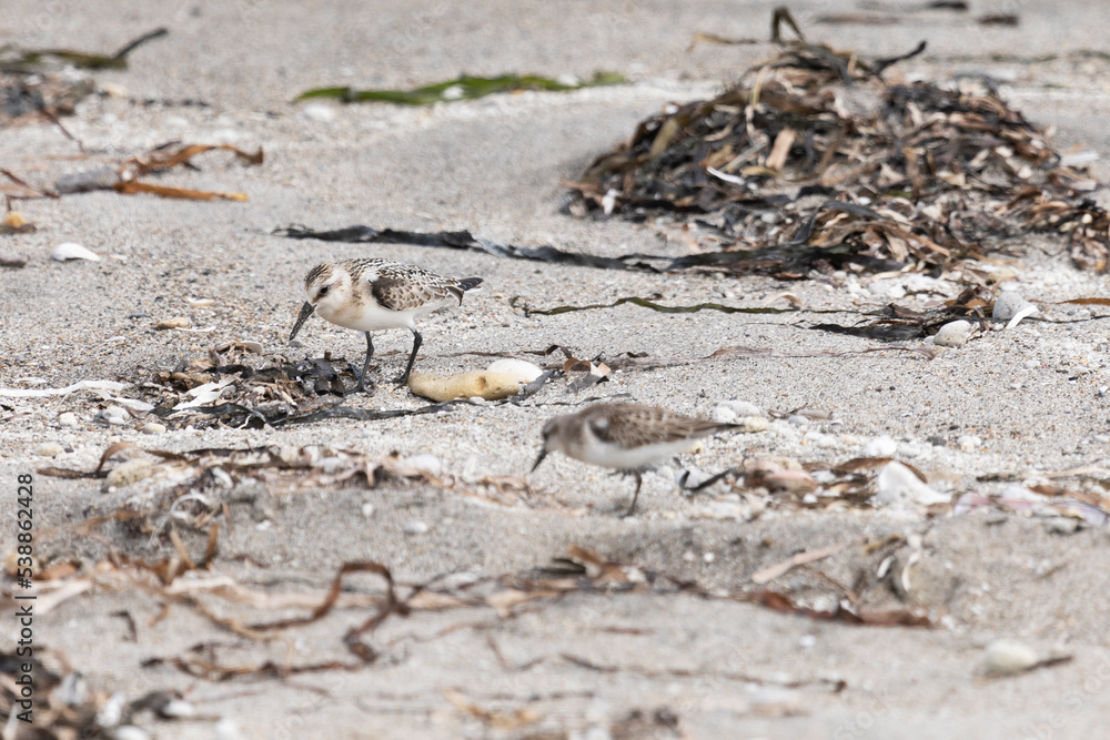 Calidris is looking for insects in the sand among the seaweed. Kunashir Island Calidris is looking for insects in the sand among the seaweed. Kunashir Island