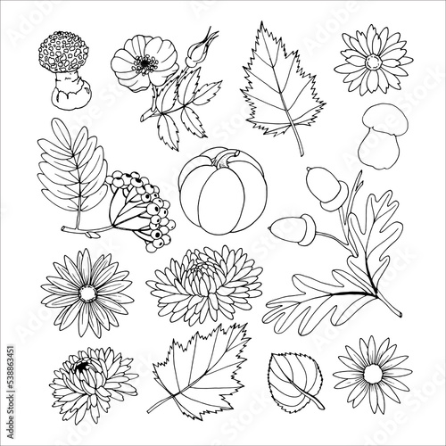 Autumn plants set Outline for product design