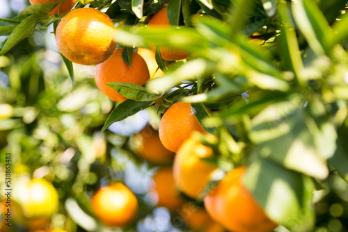 Naranja clementina madura en el árbol