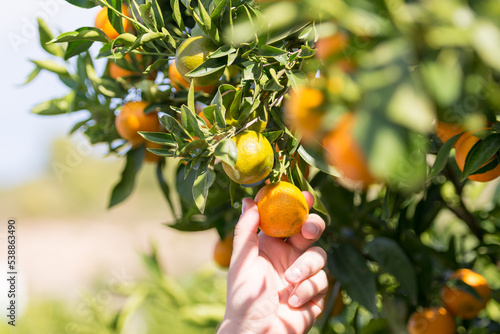 Una mano coge una naranja clementina madura del árbol