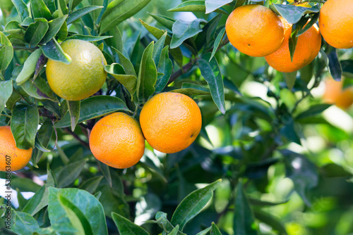Naranja Clementina madura en el árbol