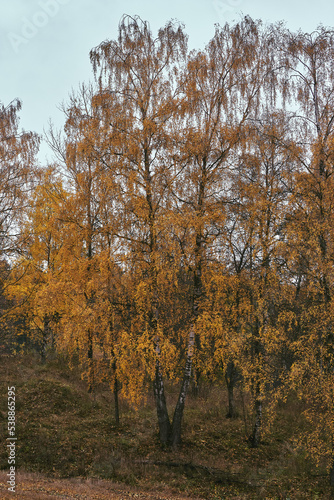 Autumn birches of the cultural landscape of Nes by Lake Mjøsa.