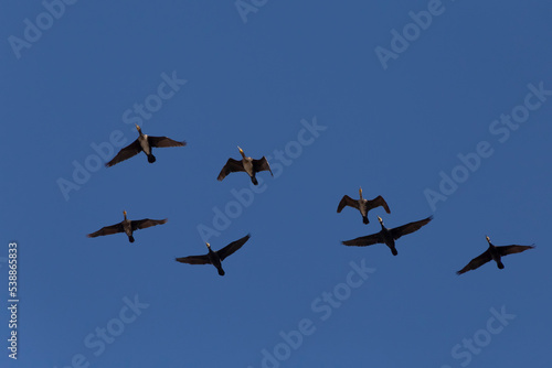 Great cormorants flying in a blue sky