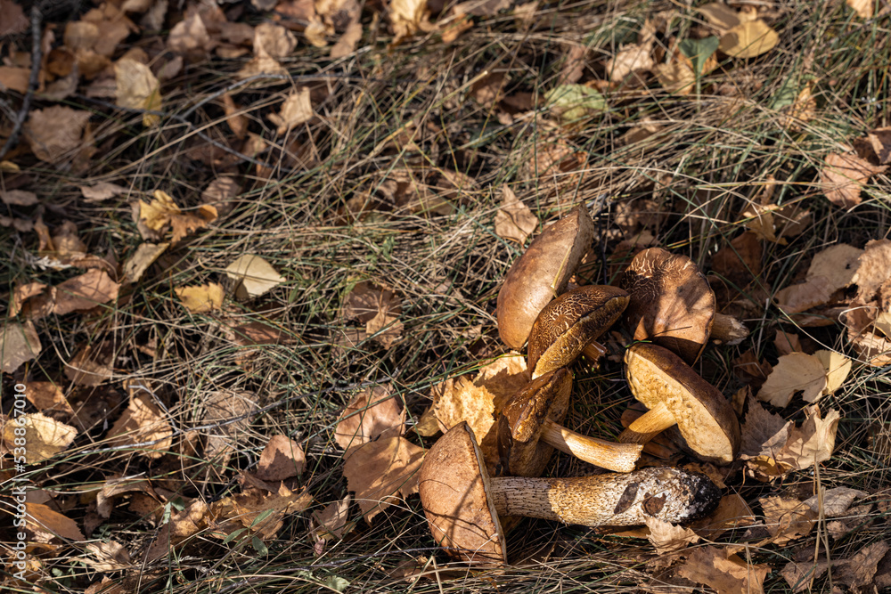 plucked mushroom lies on the grass in the forest plucked mushroom lies on the grass in the forest