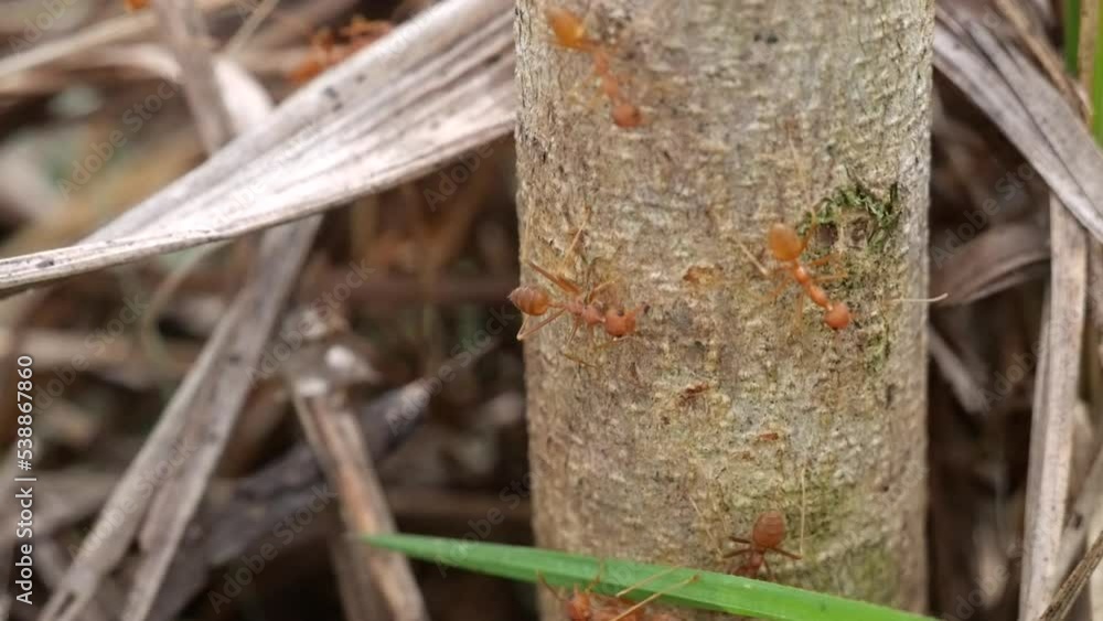 Communication and work of red ants in nature. Full HD video work. Communication and work of red ants in nature. Full HD video work.