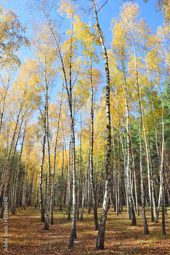 irch Grove in autumn forest in sunny day in Nature Park 