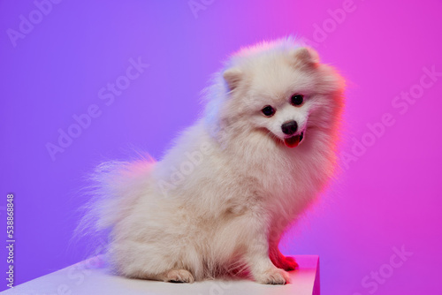 Sweet pet. Cute small white pomeranian Spitz, doggy or pet posing isolated over gradient pink-purple background in neon light.