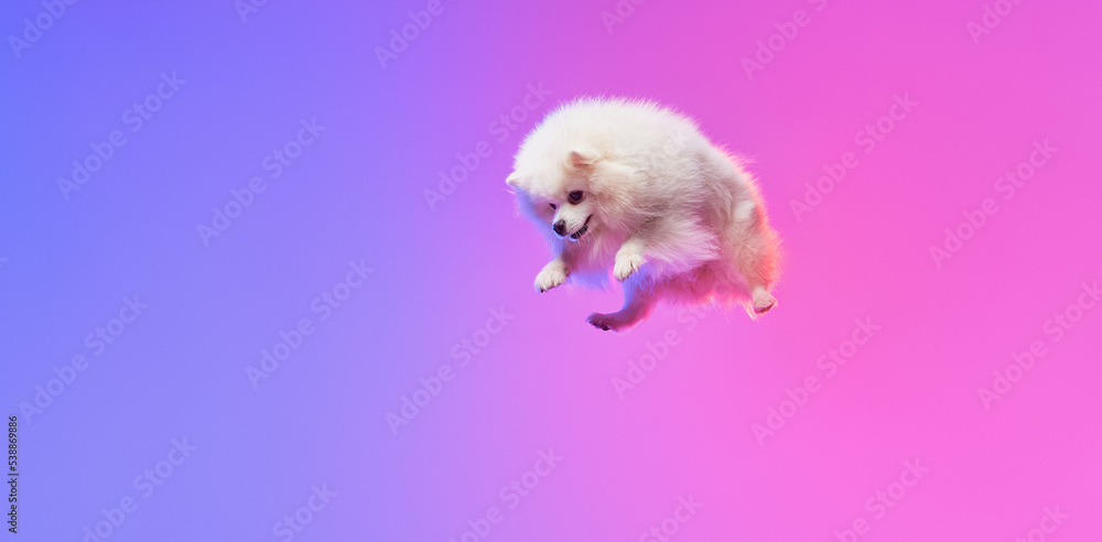 Like snowball. Fluffy white pomeranian Spitz, doggy or pet flying isolated over gradient pink-purple background in neon light. Concept of motion, action, movement, pets love. Like snowball. Fluffy white pomeranian Spitz, doggy or pet flying isolated over gradient pink-purple background in neon light. Concept of motion, action, movement, pets love.