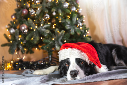 Funny cute puppy dog border collie wearing Christmas costume red Santa Claus hat lying down near Christmas tree at home indoor. Preparation for holiday. Happy Merry Christmas concept