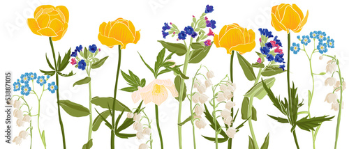 spring wild flowers, vector drawing wild plants at white background, flowering meadow , hand drawn botanical illustration