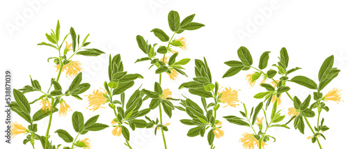 spring flowerng honeysuckle, vector drawing branches with yellow flowers and green leaves at white background , hand drawn illustration photo
