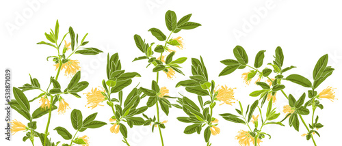 spring flowerng honeysuckle, vector drawing branches with yellow flowers and green leaves at white background , hand drawn illustration