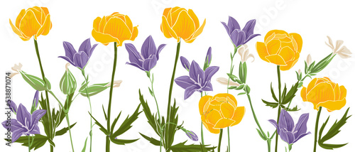 spring wild flowers, yellow globeflowers and blue bells, vector drawing wild plants at white background, flowering meadow , hand drawn botanical illustration