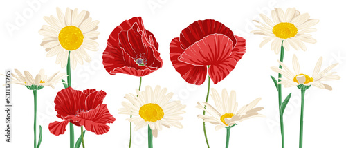 white daisies and red poppies, field flowers, vector drawing wild plants at white background, flowering meadow , hand drawn botanical illustration